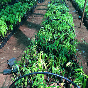Mango saplings grafted - IV-2